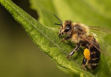 El norte de Burgos ve más amenaza en la varroa que en la avispa asiática para sus cultivos de miel