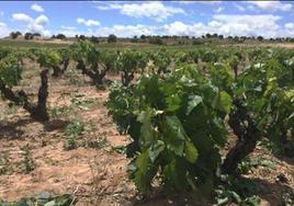 Viñedo de la DO Arlanza.