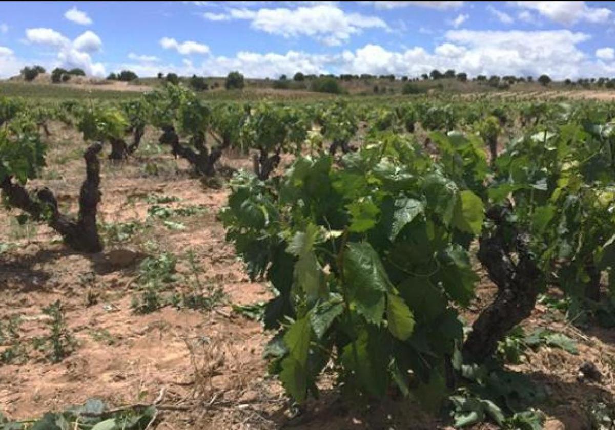 Viñedo de la DO Arlanza.