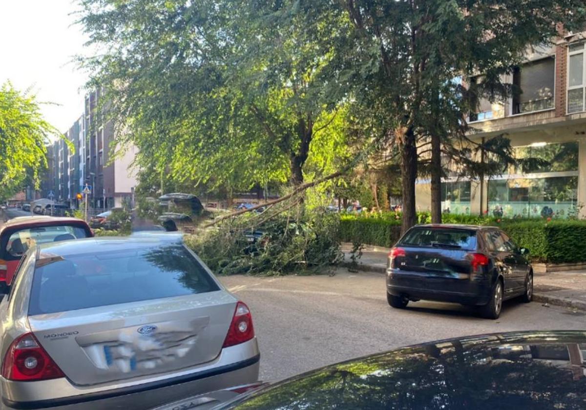 La caída de una rama ha impactado contra un vehículo estacionado en la calle Federico Olmeda