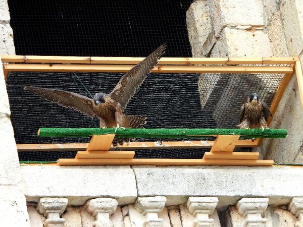 Programa de reintroducción del halcón peregrino