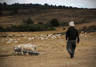 Un oficio en extinción: el futuro de los pastores en Burgos