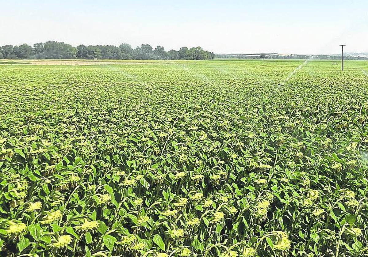 Plantación de girasoles.