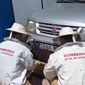 Bomberos retira en Burgos 450 enjambres de abejas y nidos de avispas este verano