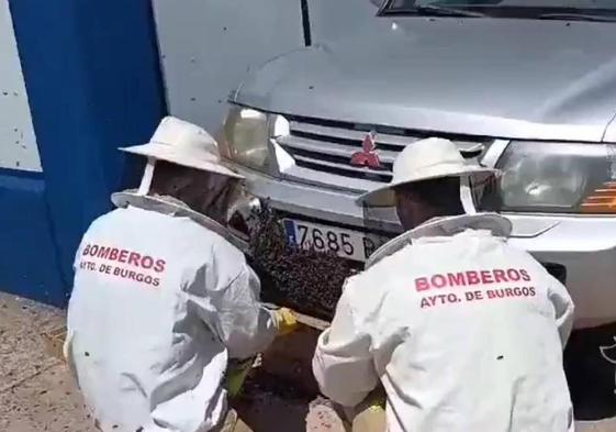 Los Bomberos de Burgos han observado un «incremento reciente» en las intervenciones por retirada de enjambres de abejas y nidos de avispas