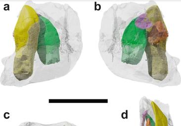 Los dientes de los dinosaurios de Torrelara son el objeto de una nueva investigación