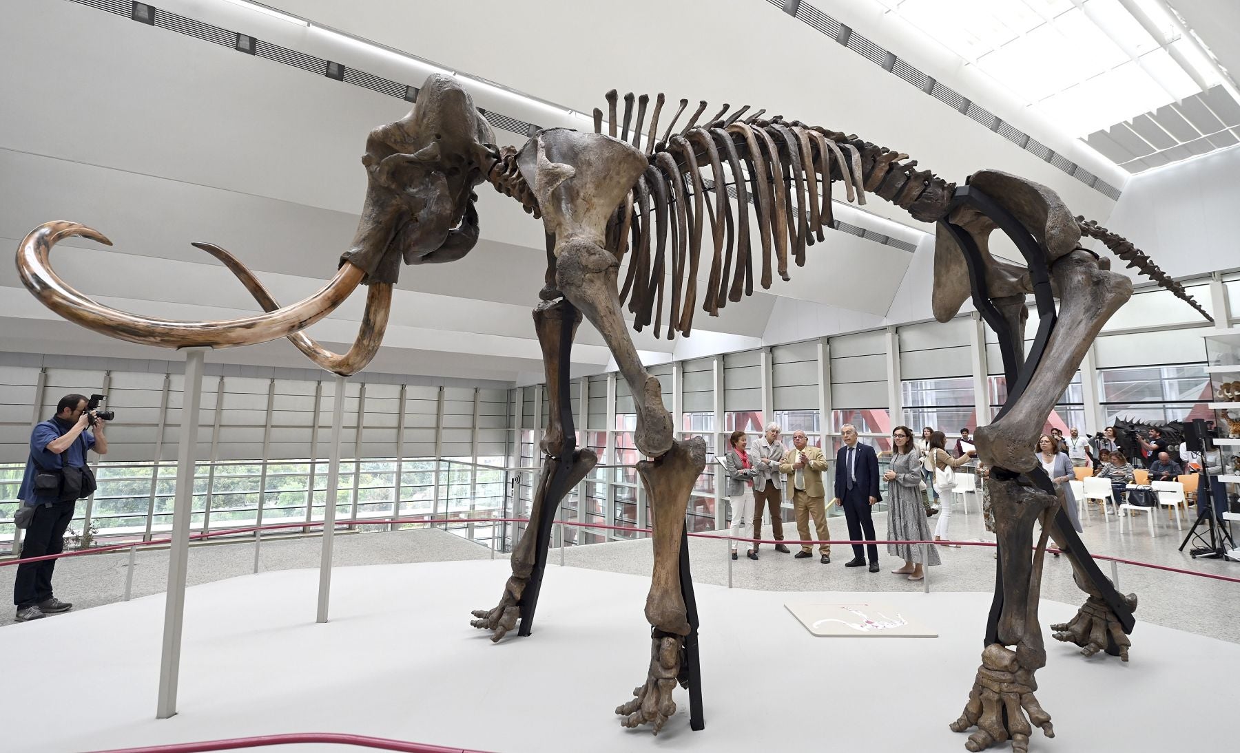 Un mamut en Burgos