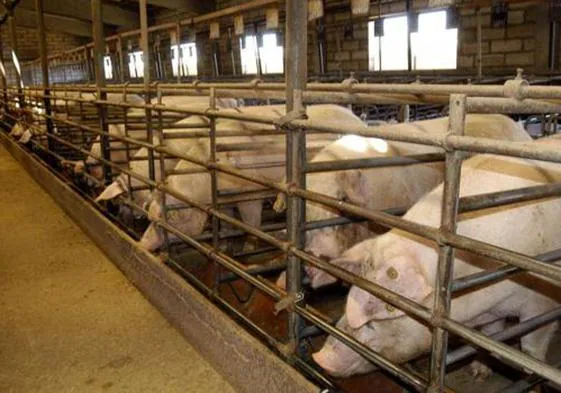 Gumiel estudia alegaciones contra una granja porcina de 6.000 cerdos