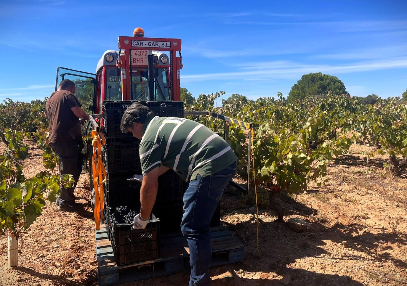 Un día de vendimia en la DO Ribera del Duero