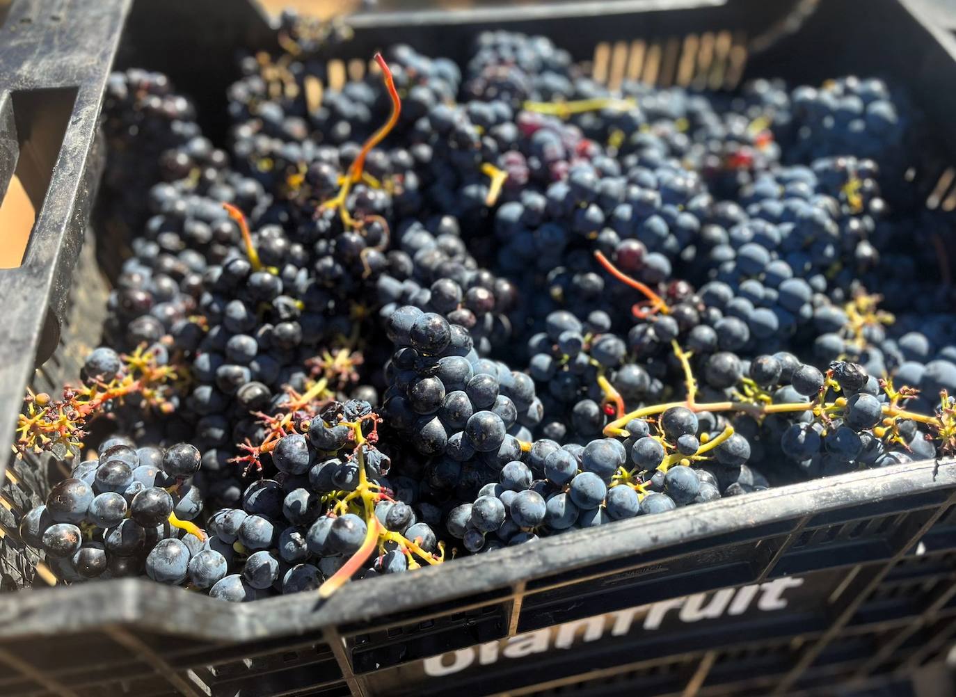 Un día de vendimia en la DO Ribera del Duero