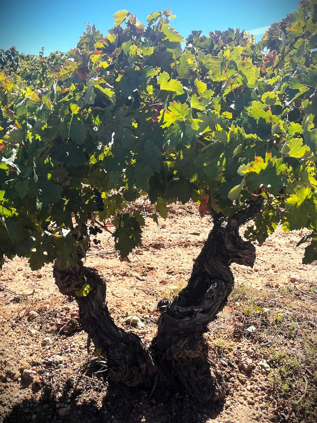 Un día de vendimia en la DO Ribera del Duero