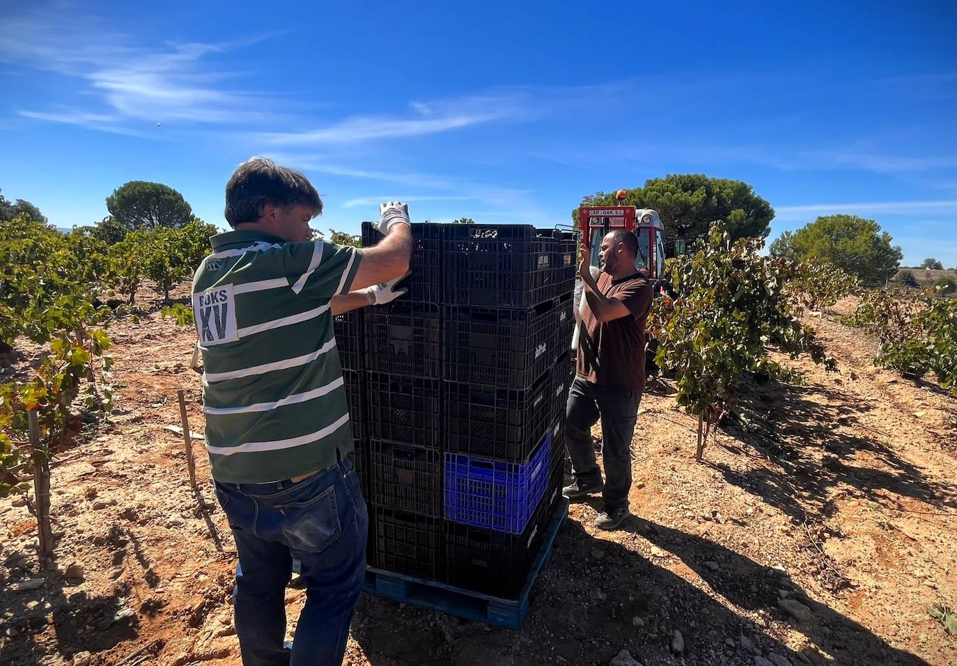 Un día de vendimia en la DO Ribera del Duero