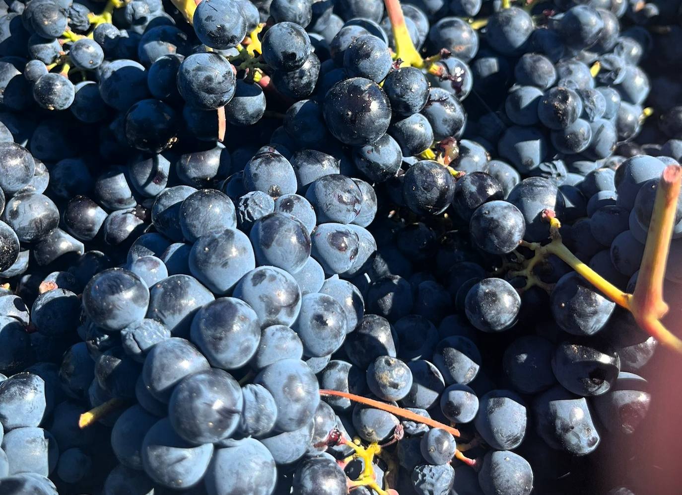 Un día de vendimia en la DO Ribera del Duero