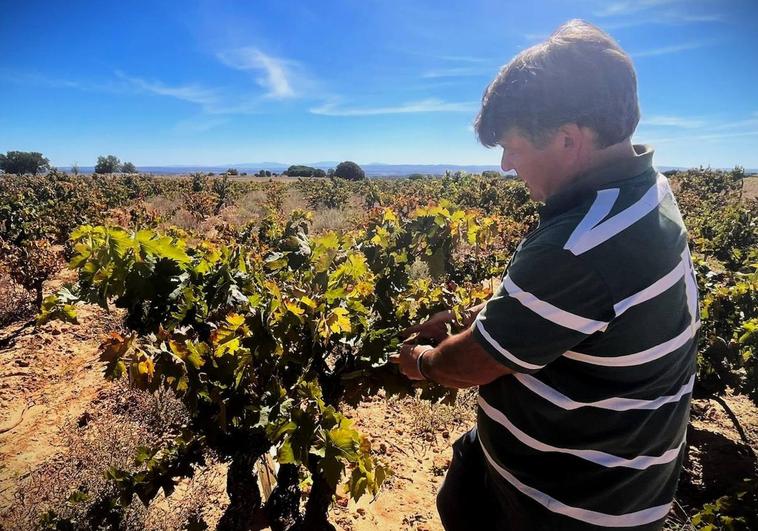 Juan Calvo selecciona manualmente las uvas.