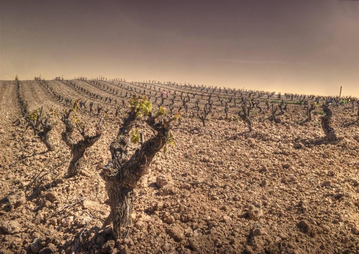 Imagen secundaria 1 - Covarrubias, Peñaranda de Duero y el monasterio de La Vid.