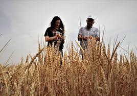 Imagen de archivo de un campo cultivado en la provincia de Burgos.