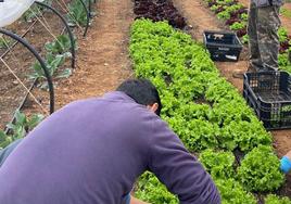 La comarca de Lara realiza un trabajo por avanzar en un sistema alimentario más justo, sano y respetuoso.