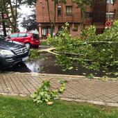 Se eliminarán una decena de árboles de la Avenida Castilla de Aranda