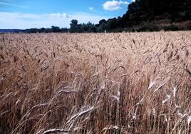 Campo de trigo antiguo cultivado en Quintanalara en régimen orgánico, una variedad muy adaptada a terrenos frescos.