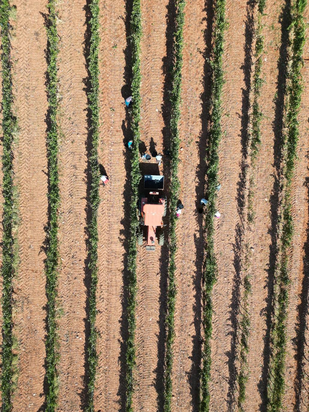 Ribera del Duero cierra la campaña de vendimia con 117 millones de kilos de uva