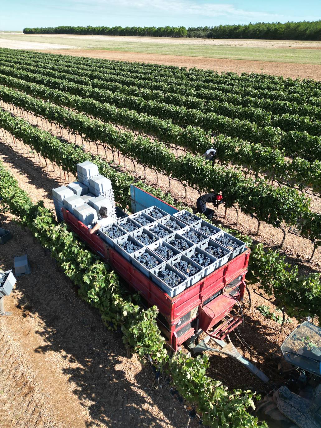 Ribera del Duero cierra la campaña de vendimia con 117 millones de kilos de uva