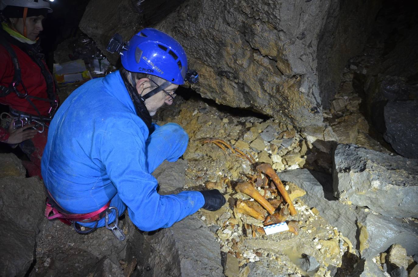 Proceso de extracción de los restos óseos del oso.