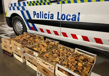 Incautan 62 kilogramos de níscalos en Burgos