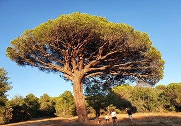 La Ruta Ribera elabora un estudio para proteger sus árboles singulares