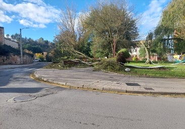 El viento provoca la caída de varios árboles en Miranda de Ebro