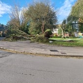 El viento provoca la caída de varios árboles en Miranda de Ebro