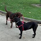 El Ayuntamiento de Burgos ratifica las dos últimas sanciones a Scooby