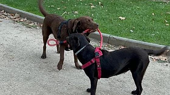 El Ayuntamiento de Burgos ratifica las dos últimas sanciones a Scooby