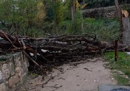 Un árbol caído corta un camino en Aranda