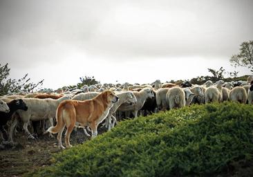 Instituciones lejanas al medio rural, un obstáculo para la ganadería extensiva