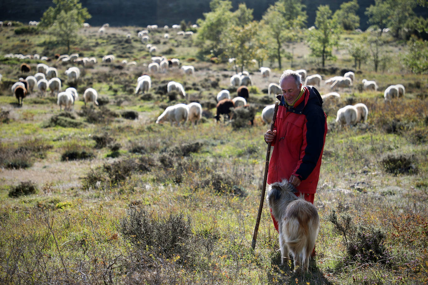 Conocimientos tradicionales e innovación con los últimos pastores de Valdivielso