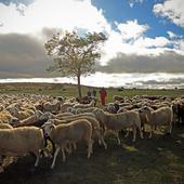 Los pastores de Burgos que conviven con el lobo gracias a la innovación, la ecología y los conocimientos familiares