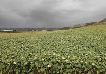 La renta agraria merma un 16,2% en 2022, con 2.685,9 millones