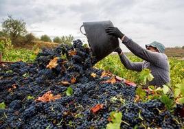 Recogida la uva en la Ribera del Duero .