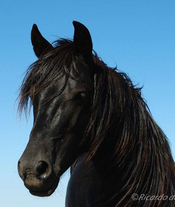 Imagen secundaria 2 - Caballos losinos en los montes de Pancorbo. 