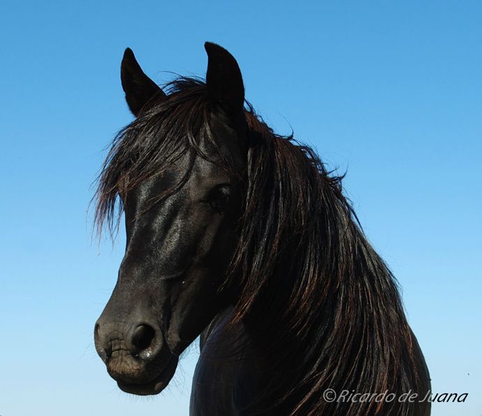 Gestión particular y un centro de doma y equitación para el futuro del caballo losino