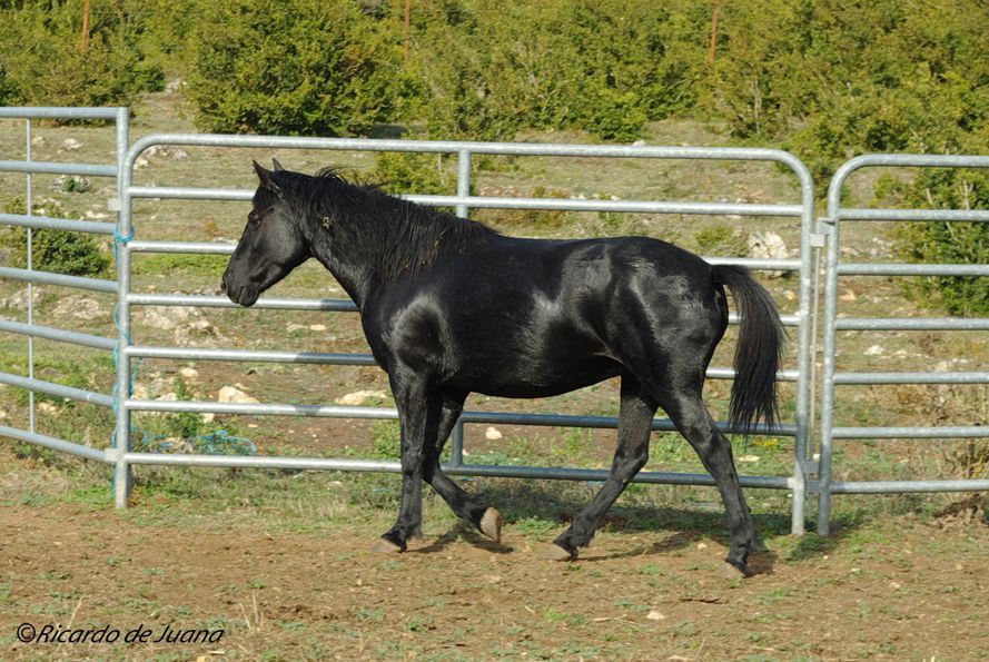 Gestión particular y un centro de doma y equitación para el futuro del caballo losino