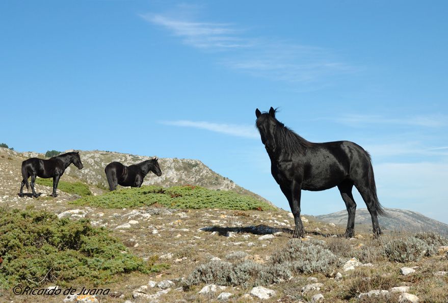 Gestión particular y un centro de doma y equitación para el futuro del caballo losino