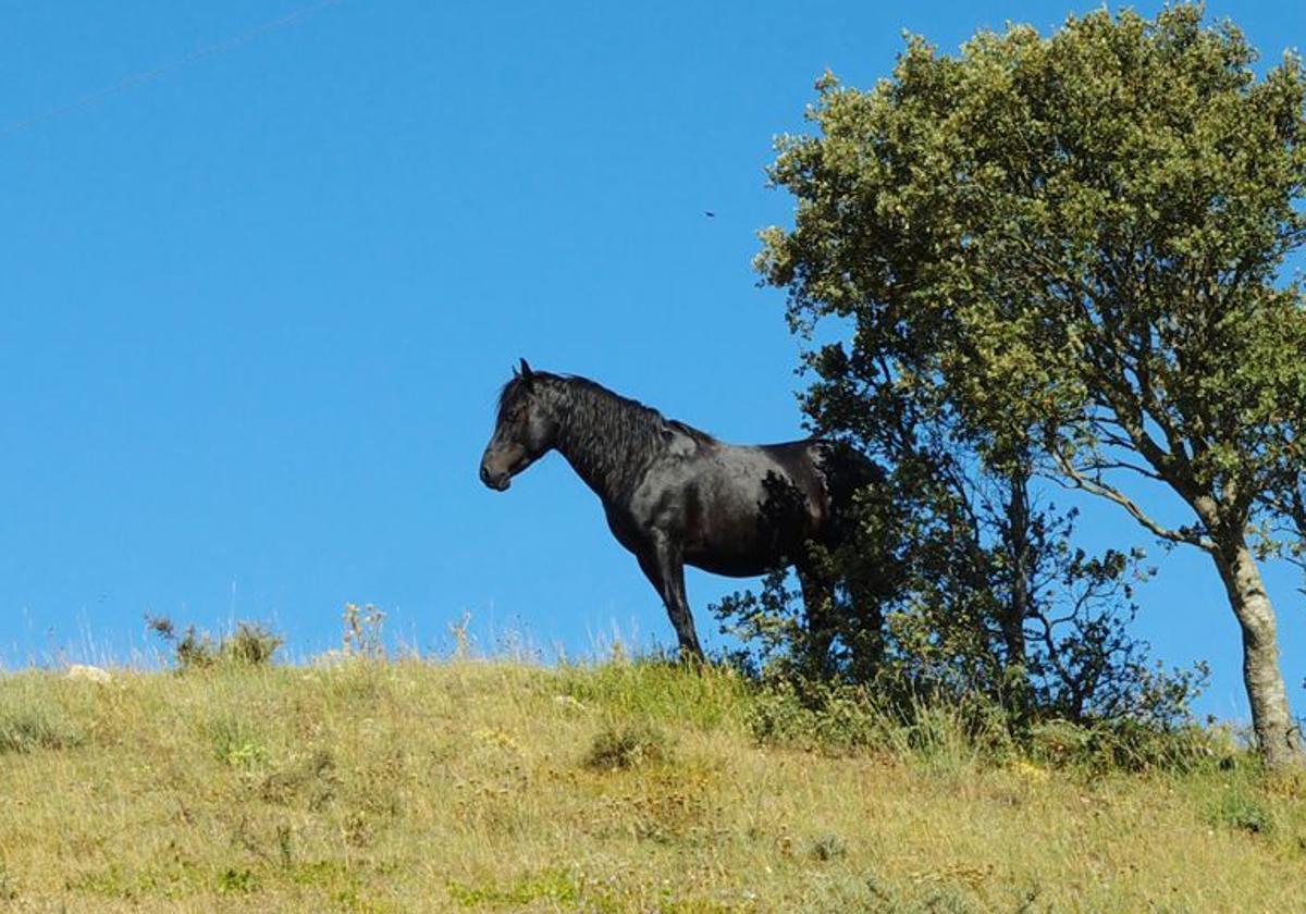 Gestión particular y un centro de doma y equitación para el futuro del caballo losino