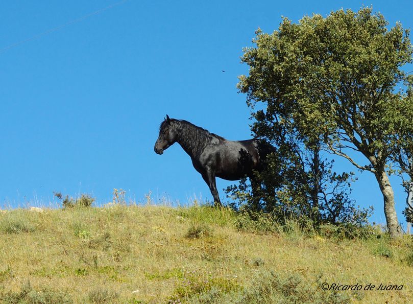 Gestión particular y un centro de doma y equitación para el futuro del caballo losino