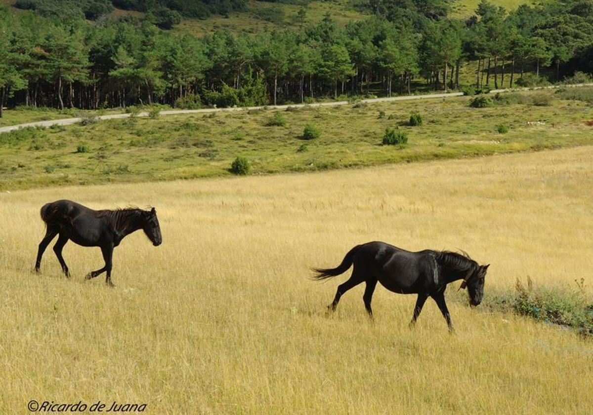 Imagen principal - Caballos losinos en los montes de Pancorbo. 