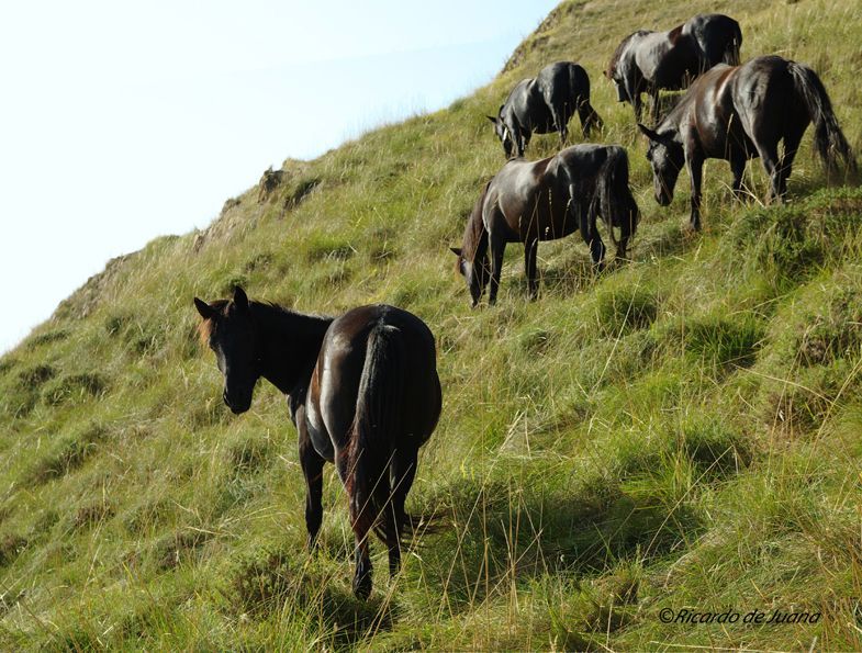 Gestión particular y un centro de doma y equitación para el futuro del caballo losino