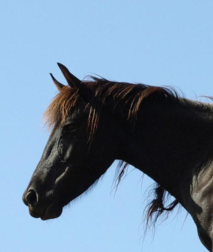 Imagen secundaria 2 - Ejemplares de caballo losino en Pancorbo. 