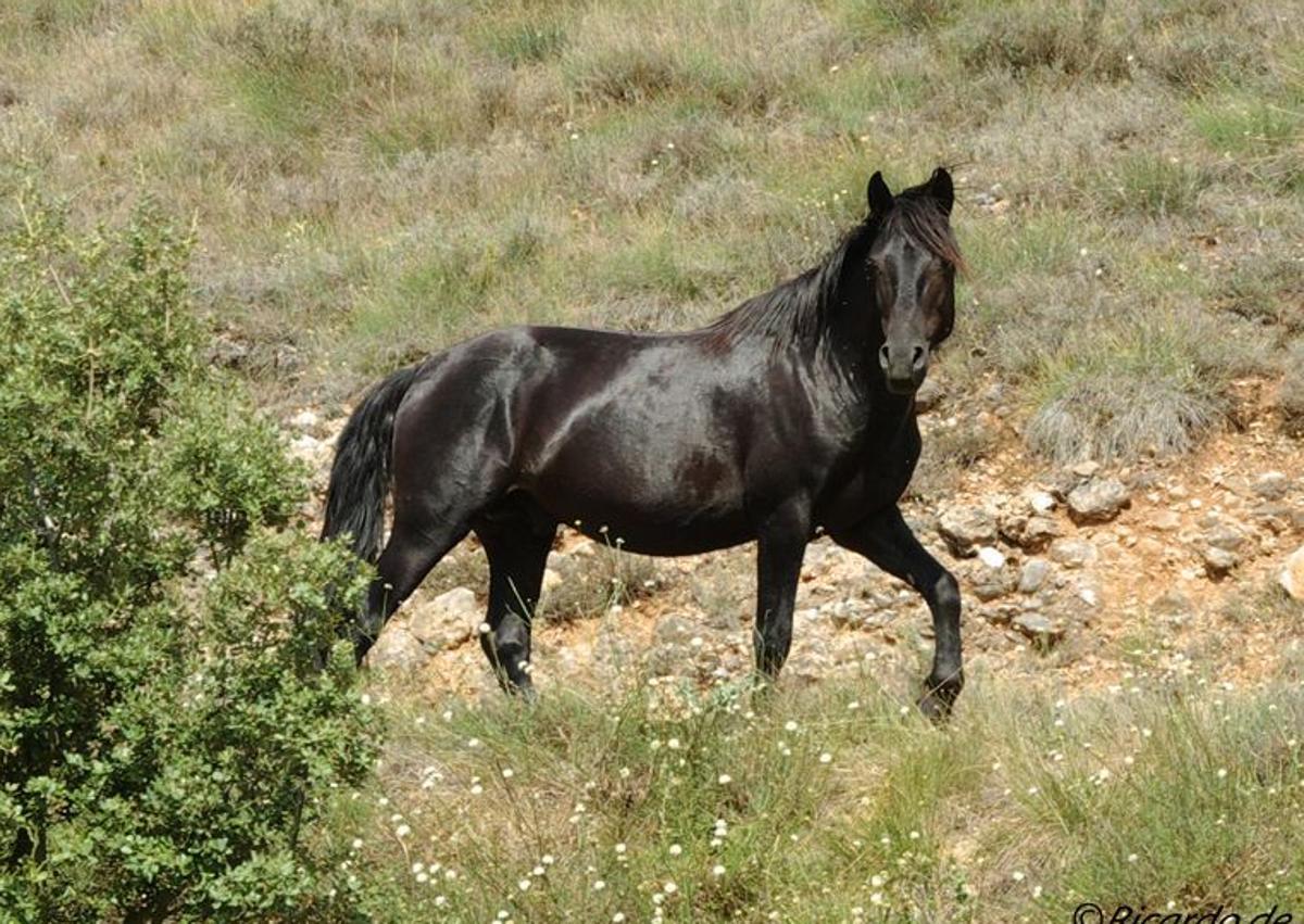 Imagen secundaria 1 - Ejemplares de caballo losino en Pancorbo. 