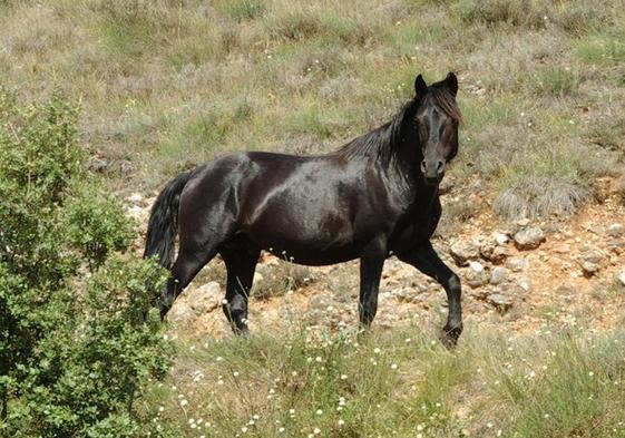 El caballo losino vive en Pancorbo en semilibertad