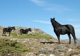 Tres ejemplares de caballo losino en los montes de Pancorbo.